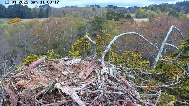 A view from a high nest overlooking a landscape with a variety of trees in the background. The nest is made of sticks and twigs, with some moss. In the distance, there are patches of different shades of green and brown foliage, indicating a mix of coniferous and deciduous trees. The sky is mostly cloudy, creating a soft, diffused light over the scene.