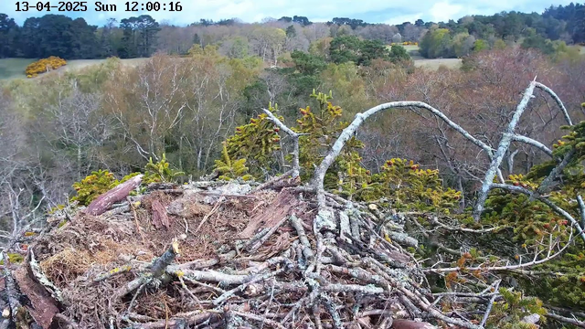 A view from a webcam shows a large bird's nest made of branches and twigs, positioned on a tree branch. The nest is surrounded by green moss and small pine-like plants. In the background, there are trees with autumn-colored leaves, ranging from yellow to orange, and a grassy area. The sky is partly cloudy with visible patches of blue.