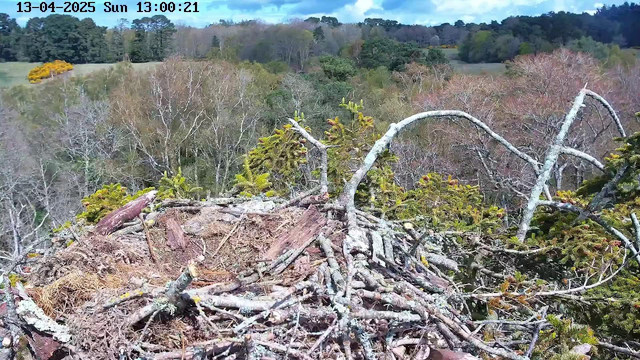 A close-up view of a large, intricately constructed bird's nest made of twigs, branches, and natural materials. The nest is located at the edge of a treetop and surrounded by foliage. In the background, a landscape of rolling hills features trees with varying shades of green and some areas showing autumn foliage colors. The sky is partly cloudy, with patches of blue visible. The overall scene conveys a natural environment, emphasizing the contrast between the nest and the surrounding greenery.