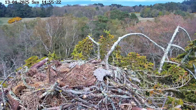 A view from a webcam showing a large bird's nest made of twigs and branches, positioned on a high platform. The nest appears spacious with some scattered material inside. In the background, there are trees with leaves changing colors, indicating a forested area with a mix of greens and autumnal hues. The sky above is mostly cloudy, creating a calm, overcast atmosphere.