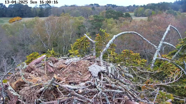 A view from a webcam showing a bird's nest made of twigs and branches, sitting atop a tree branch. The nest is surrounded by green foliage, with some patches of yellow and brown, indicating a mix of trees in different stages of foliage. The background features more trees and open fields, set under a cloudy sky. The scene appears to be in a forested area during early spring.