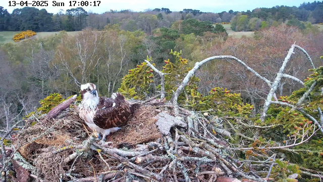 A bird, possibly an osprey, is perched on a nest made of sticks and branches. The bird has a white head with a brown crown and neck, and its body is brown with white underparts. The nest is surrounded by greenery, including trees with leaves in various shades of green and some yellow-orange foliage in the background. The scene shows a natural landscape with trees dotting the horizon under a cloudy sky.