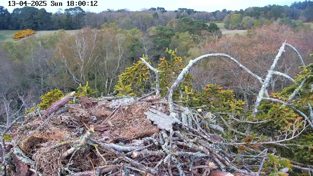 A bird's nest made of twigs and branches is shown, positioned at the edge of a cliff. The nest is surrounded by green pine needles and patches of moss. In the background, a landscape of trees in varying shades of green and orange is visible, indicating a time of year when leaves are changing color. A clear sky is present, suggesting daylight. The scene evokes a sense of tranquility in nature.
