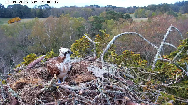 A large bird, possibly an osprey, is perched on a nest made of sticks and branches. The bird has a white and brown plumage with distinctive markings on its head, and it appears alert, looking around. The background features a landscape of trees with varying shades of green and brown, indicating a diverse forest environment. The sky is overcast, suggesting the possibility of cloudy weather.