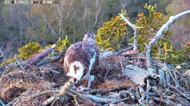 A bird with brown and white feathers is standing on a nest made of twigs and other natural materials. The background features trees with green foliage, and some of the branches have small, red berries. The scene is illuminated by soft light, indicating the time is evening. The date and time are displayed in the upper left corner of the image.