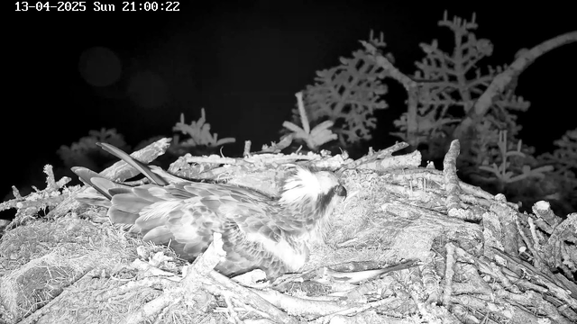 A bird is resting on a nest made of twigs and branches. The nest is situated among some sparse foliage, with dark shadows in the background. The image is in black and white, depicting a nighttime scene. The date and time displayed in the corner read: "13-04-2025 Sun 21:00:22."