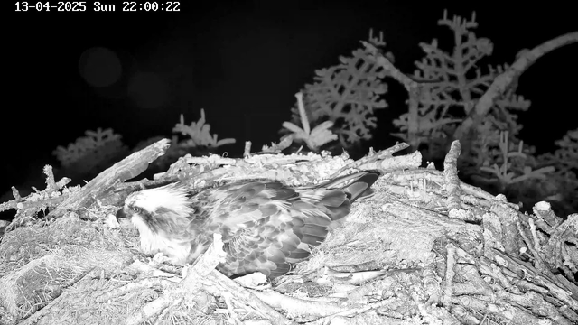A close-up of an osprey sitting in a nest made of twigs and branches. The image is monochrome and appears to be taken at night, with the bird's feathers showing varying shades of gray. There are blurred outlines of foliage in the background, and a timestamp at the top indicates the date and time. The scene has a serene, quiet atmosphere.