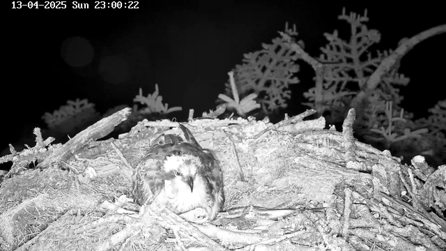 A close-up view of a bird resting on its nest, surrounded by sticks and twigs. The background is dark, and the scene is illuminated with low light, emphasizing the contours of the bird. The bird has a light-colored face with darker feathers and appears to be sitting comfortably, possibly incubating eggs. There are sparse branches in the background, hinting at a natural setting. The date and time are displayed in the upper left corner.