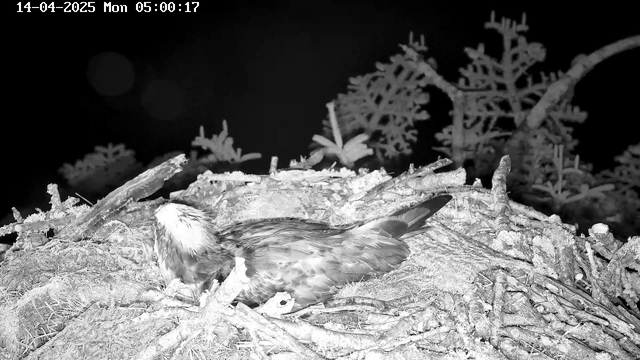 A black and white image showing a bird resting on a nest made of twigs and branches. The bird has a primarily brown body with lighter feathers on its head and neck. Some blurred foliage is visible in the background, indicating trees or shrubs. The time and date in the top left corner show "14-04-2025 Mon 05:00:17." The scene is dimly lit and lacks vibrant colors.