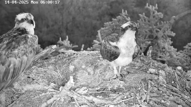 The image shows two ospreys perched on a nest made of twigs and branches, with the surrounding area appearing dark. One osprey is facing forward, displaying its white chest and dark wings, while the other is turned slightly away, showing its back and some of its head. The time stamp at the top indicates it is 6:00:17 on April 14, 2025. The background features blurred vegetation, enhancing the focus on the birds.