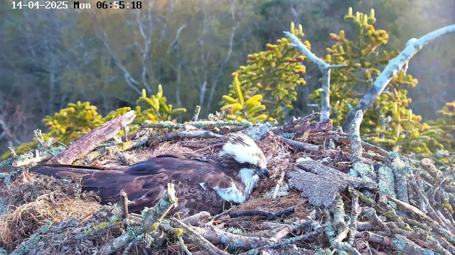 A large bird, likely an osprey, is resting in a nest made of sticks and twigs. The bird has a distinctive white head with dark markings and brown feathers. Surrounding the nest are patches of greenery, with soft-focus trees in the background. The scene is bright, indicating morning light, and the date and time are displayed in the corner of the image.