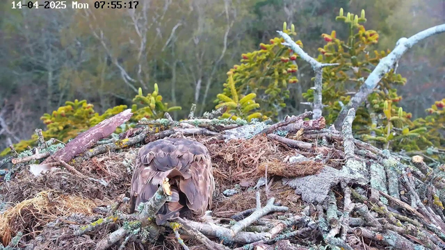 A close-up view of an eagle sitting in its nest, surrounded by a collection of sticks, grass, and moss. The eagle's feathers are mottled brown and tan, and it is facing away from the camera. In the background, green foliage and trees are visible, with some branches reaching into the frame. The scene is set outdoors in a natural environment, with soft, diffused light evident.