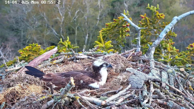 A brown and white osprey rests on a nest made of sticks and natural materials. The nest is situated on a raised platform surrounded by greenery, including coniferous trees with green needles and some reddish tips. The background features blurred trees and foliage, indicating a forested area. The date and time are displayed in the upper left corner of the image.