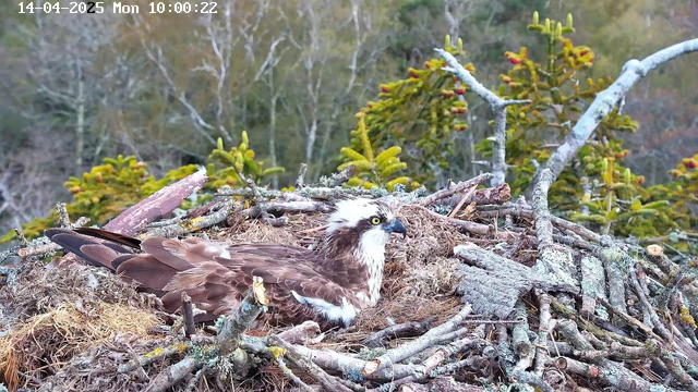 A large bird, possibly an osprey, is sitting on a nest made of sticks and natural materials. The bird has a brown and white feather pattern, with a distinctive white head and bright yellow eyes. Surrounding the nest are green trees and shrubs in the background, with branches visible throughout the scene. The image captures a calm, natural setting.