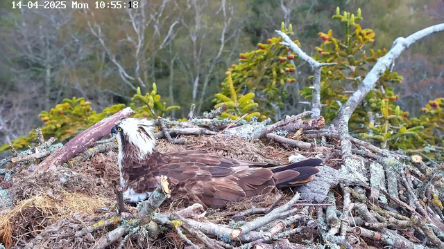 A large bird, likely an osprey, is resting on a nest made of sticks and grass. The bird has a brown and white plumage, with a distinctive white head and dark markings around its eyes. The nest is situated among green foliage and trees in the background, with some blurred colors indicating a natural setting. The image displays a date and time in the corner, indicating a specific moment captured by a webcam.