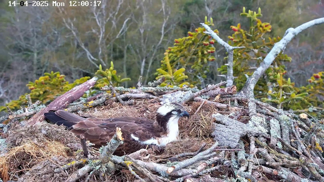 A large bird, likely an osprey, is resting in a nest made of twigs and moss. The bird has a brown and white plumage, with a white head and dark eyes. The nest is situated on a tree branch amid a blurred background of green foliage and distant trees. The date and time displayed in the upper left corner indicate it's April 14, 2025, at noon.