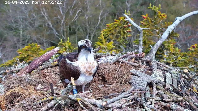 A close-up view of an osprey standing on its nest, which is made of sticks and surrounded by greenery. The bird has a white chest with brown feathers on its wings and head, displaying a sharp expression. The background features blurred trees and shrubs, indicating a natural setting. The date and time are displayed in the upper left corner of the image.