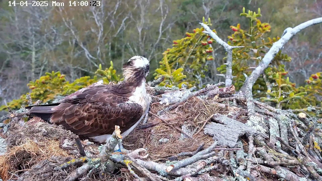 A brown bird with white markings sits on a nest made of twigs and foliage. The background features a blurry landscape of trees. The bird has its head turned slightly, showing its sharp beak and intense gaze. The scene is set in a natural environment with hints of green and brown foliage surrounding the nest. The date and time are displayed in the upper left corner.
