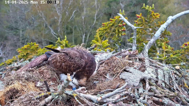 A large bird, likely an eagle, is perched in a nest made of sticks and straw. The bird is facing downwards, possibly feeding or arranging materials in the nest. The surrounding area features soft green foliage and a blurry background of trees, suggesting a natural setting. A date and time stamp in the upper left corner reads "14-04-2025 Mon 15:00:18."