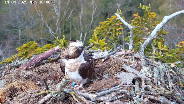 A large bird with brown and white feathers sits on a nest made of sticks and twigs. The bird has a distinctive crest of feathers on its head and appears alert. Surrounding the nest are green trees, some with reddish tips. The background features soft, blurred foliage indicating a natural setting. The image is timestamped with the date and time in the upper left corner.