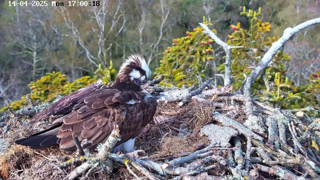 A bird, likely an osprey, is perched on a nest made of twigs and grasses. The bird has brown feathers with a distinctive white head and a tuft of feathers on top. Behind the bird, there are green trees and foliage in the background. The image indicates the date and time at the top left corner: April 14, 2025, at 17:00:18.