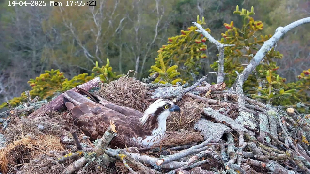 A large bird, likely an osprey, is sitting on a nest made of sticks and twigs. The bird has a white head with dark markings, yellow eyes, and a brown and white speckled body. The nest is surrounded by greenery and trees in the background. The image captures a calm scene with the bird in a natural habitat.