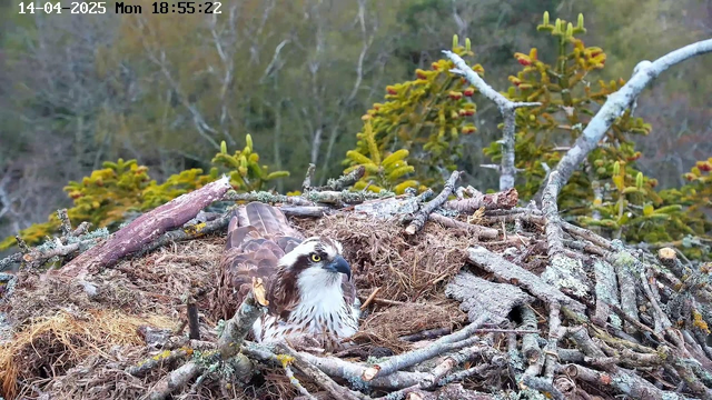 A brown and white osprey is sitting on a nest made of twigs and sticks. The nest is surrounded by a blurred green and brown background consisting of trees and foliage. The osprey faces slightly to the side, showing its distinctive yellow eyes and beak. The date and time are displayed in the upper left corner of the image.