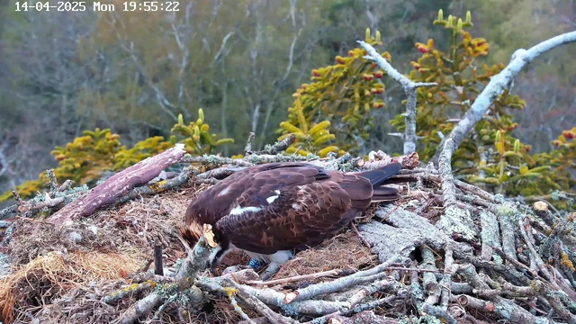 A large bird, likely an eagle, is perched in its nest made of twigs and natural material. The bird has dark brown feathers, a lighter head, and is focused on something within the nest. The background features blurred green foliage and trees. The scene is set during the evening, as indicated by the timestamp in the upper left corner.