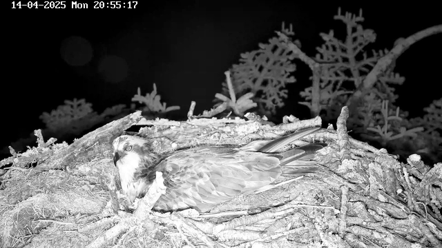 A large bird, possibly an owl, is resting on its nest made of twigs and branches. The bird's feathers are detailed, showing a mix of dark and light colors. The background is dark, with indistinct shapes of foliage and branches visible. The image is timestamped, indicating the date and time.