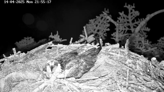 A bird is resting on a nest made of twigs and branches. The nest is located on a platform among sparse vegetation, with a dark background indicating nighttime. The bird has dark feathers with lighter markings on its face and throat. The date and time are displayed in the top left corner of the image.
