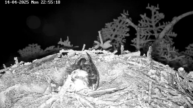 A bird with a distinctive white and brown plumage is sitting in a nest made of twigs and branches, surrounded by some sparse greenery. The image is dark, indicating it was taken at night, with a timestamp in the upper left corner showing the date and time.