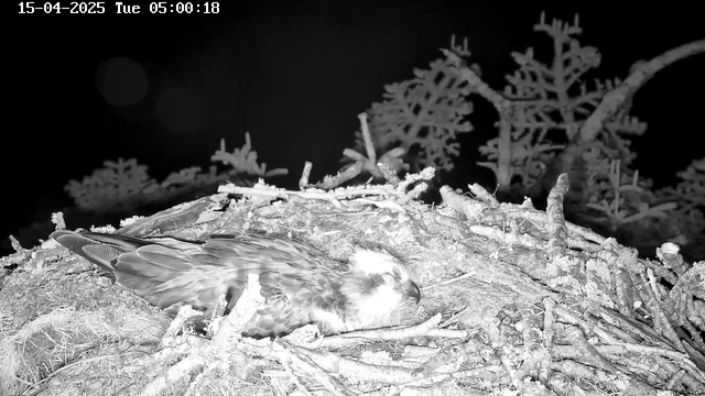 A bird is lying on a nest made of twigs and branches, surrounded by a dark, indistinct background. The bird has a light-colored head with a slight crest, dark brown and white feathers on its body, and is partially tucked in. The environment appears stark and barren, suggesting it is early morning or night, as indicated by the time stamp at the top of the image.