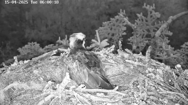 A large bird with brown and white feathers is perched on a nest made of twigs and branches. The bird is facing away from the camera, with its round head partially turned. The background shows blurred outlines of tree branches and foliage, indicating a natural setting. The image is in monochrome, creating a high-contrast appearance. The timestamp at the top indicates the date and time of the image capture.
