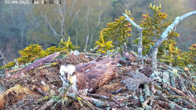 A large bird, likely an osprey, is sitting in its nest, surrounded by sticks and moss. The bird has a dark brown body with a white head and is resting on the nest, which is made of various twigs and natural materials. In the background, there are blurred trees, indicating a forested environment. The scene is calm, and it appears to be early morning, as suggested by the soft lighting.