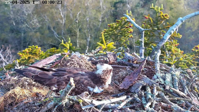 A bird, likely an osprey, is sitting on a large nest made of sticks and branches. The bird has a mostly brown body with white markings on its head and chest. The nest is located on a tree branch, surrounded by green foliage and trees in the background. Some patches of sunlight illuminate the scene, indicating it is daytime. The date and time are displayed in the upper left corner of the image.