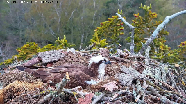 A brown and white osprey is resting in a nest made of sticks and foliage. The nest is situated among green trees in a blurred natural background. The scene is captured during daylight, with a timestamp displayed in the upper left corner indicating the date and time.