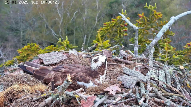 A bird, likely an osprey, is resting in a nest made of twigs and grass. The nest is situated on a branch, surrounded by green foliage and varied tree trunks in the background. The scene is set in a natural environment with soft colors of the nest and a blurred, leafy backdrop. The time and date in the upper left corner indicate it is 10:00 AM on April 15, 2025.