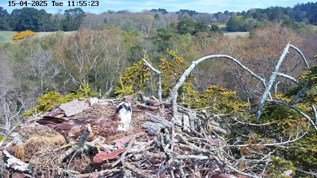 A large bird, likely an osprey, is sitting on a nest made of twigs and branches. The bird has a white head and a brown body with intricate patterns. Surrounding the nest are green trees and sparse foliage, with a clear sky and distant hills in the background. The scene is bright and natural, indicating a vibrant environment.
