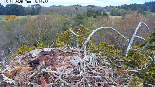 A bird nest made of twigs and grass sits at the center of the image, with a bird resting on top. Surrounding the nest are scattered branches and green foliage. In the background, trees in various shades of green and brown indicate a forested area. The sky above is cloudy, suggesting an overcast day. The scene conveys the tranquility of a natural habitat.