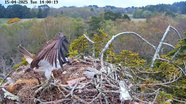 A bird, likely a hawk, is standing on a nest made of twigs and branches. Its feathers are mostly brown with white underneath. The bird's wings are partially extended, revealing intricate feather patterns. Behind it, a blurred landscape features trees and grassy areas, indicating a natural setting during the day. The image captures a serene outdoor scene with soft lighting.