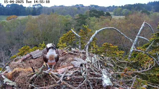 A close-up view of an osprey sitting on a nest made of twigs and branches. The bird has a white head with dark streaks, a brown and white body, and is facing forward. The nest is located in a natural environment with trees and greenery in the background, featuring various shades of green and brown foliage. The scene is set under a cloudy sky.