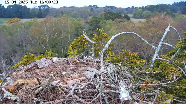 A view from a webcam showing a bird's nest made of twigs and grass, situated on a tree branch. The surrounding area consists of green foliage with some trees starting to change colors, indicating early spring. The background features a hilly landscape with a mix of evergreen and deciduous trees. The sky is overcast, and the lighting is soft.
