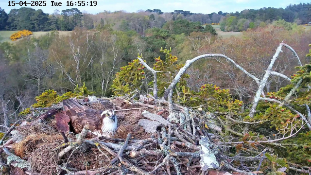 An osprey is sitting in its nest made of twigs and grass, surrounded by green vegetation. The nest is perched on a high location, with a blurred background of trees and open land in varying shades of green and brown under a cloudy sky. The time stamp at the top indicates it is April 15, 2025, at 16:55:19.