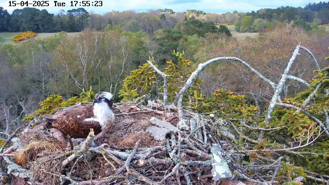 A bird, likely an osprey, is sitting on a large nest made of sticks and grass. The bird has a brown body with white markings on its head and chest. In the background, there are green trees and a hilly landscape under a blue sky with scattered clouds. The scene is tranquil, showcasing nature in a rural setting.