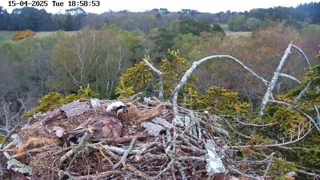 A bird, likely an osprey, is sitting on a nest made of twigs and grass. The nest is situated on a branch, surrounded by foliage. In the background, there are trees displaying a mix of green and autumn colors, indicating it may be spring or fall. The sky is overcast, and the overall scene is tranquil and natural.