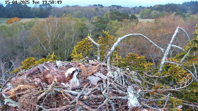 A large bird, possibly an osprey, sits on a nest made of twigs and sticks. The bird has brown feathers on its back and white feathers on its chest. Its eyes are bright and attentive as it looks out from the nest. Surrounding the nest are green and yellow foliage, and a blurred background of trees and rolling hills. The setting appears to be in a natural outdoor environment during the evening, with a soft light illuminating the scene.