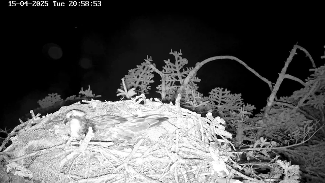A nocturnal webcam image shows a bird resting on a nest made of twigs and branches. The bird, with a light-colored head and dark eyes, appears to be a raptor, possibly an osprey. Surrounding the nest are blurred shapes of foliage, creating a dark background. The date and time overlay indicates it is evening. The scene is illuminated by infrared light, capturing details in a monochrome format.