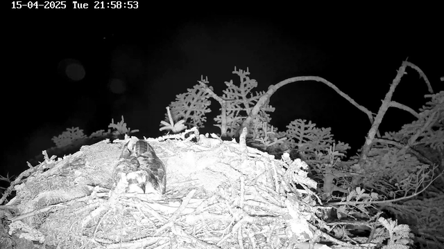 A dark scene featuring a bird resting on a nest made of twigs and branches. The nest is surrounded by sparse greenery, and the background is mostly black with some soft light spots. The image appears to be taken at night.
