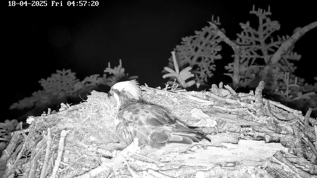 A bird is resting on a nest made of twigs and branches. The bird has a mostly brown body with white feathers on its head and distinctive markings on its wings. The surrounding area appears dark, with blurred silhouettes of trees in the background. The image has a monochromatic, night-vision effect.