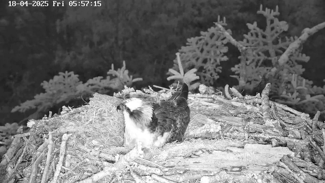 A bird with a white head and dark brown body is sitting on a nest made of twigs and branches. The surroundings are dark and there are blurred outlines of trees in the background. The image is black and white, with a timestamp showing it is early morning.